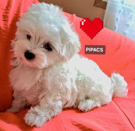 Bichon havanese