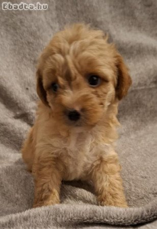 Maltipoo kislány kutyusok