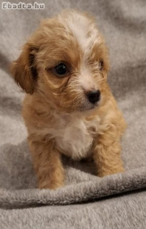 Maltipoo kislány kutyusok