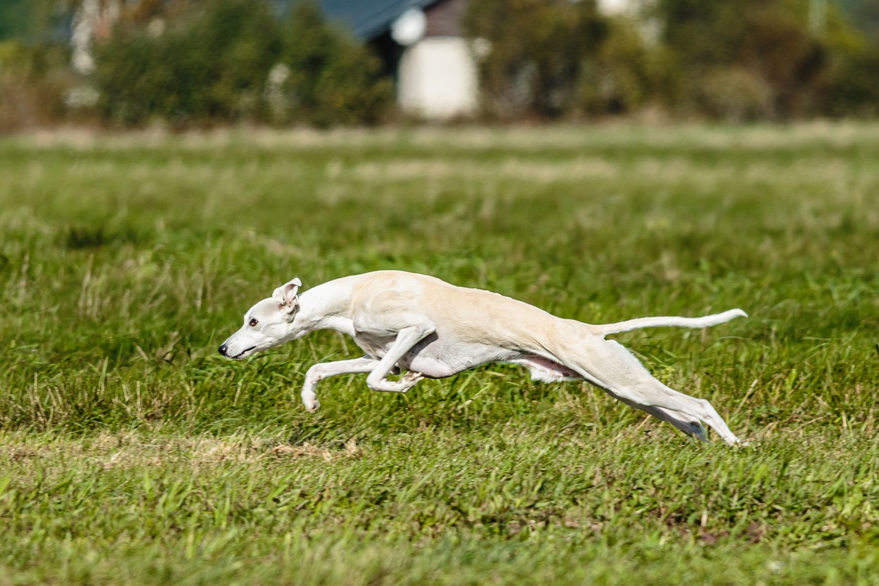 whippet