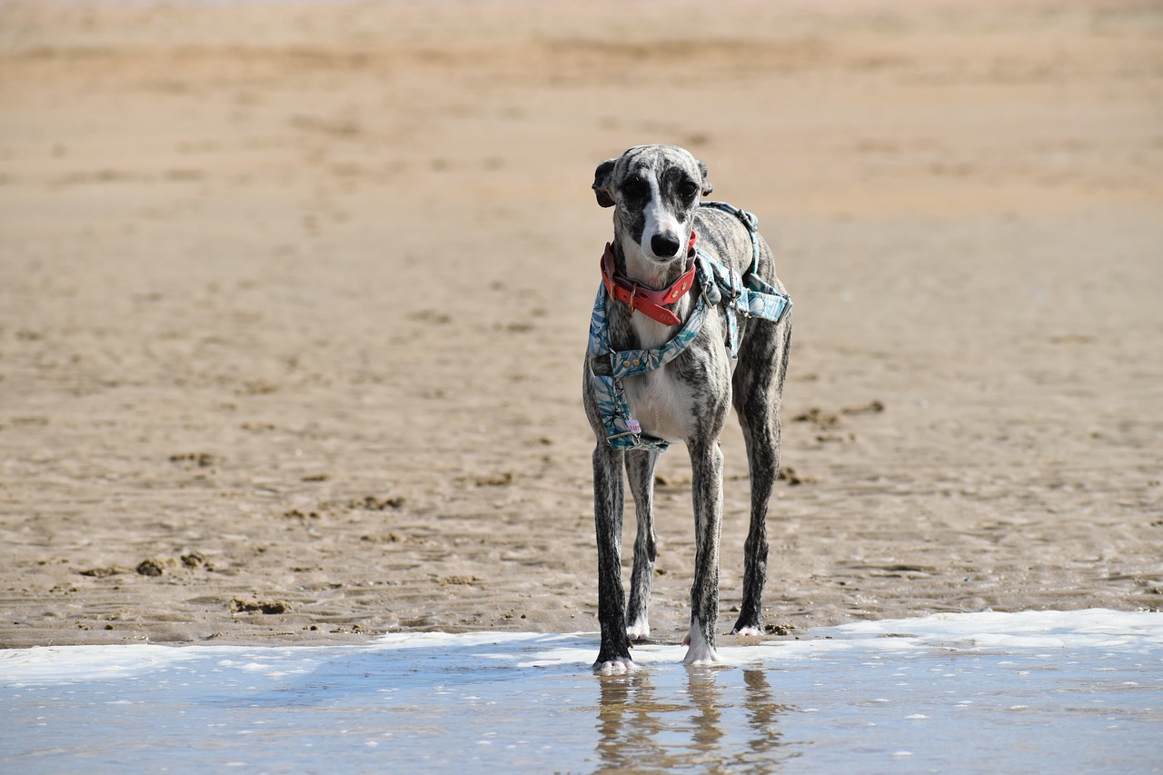 whippet