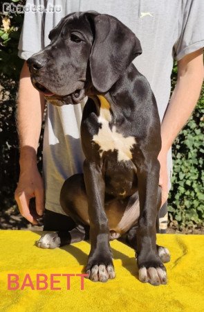 Német dog kölykök