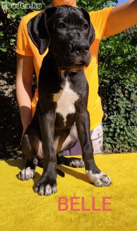 Német dog kölykök