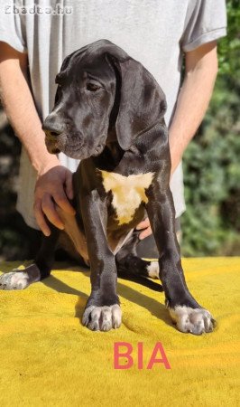 Német dog kölykök