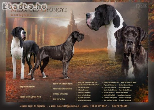 Német dog kölykök