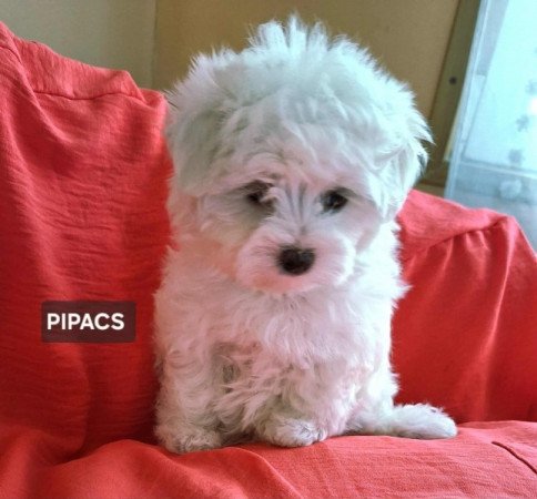 Bichon havanese