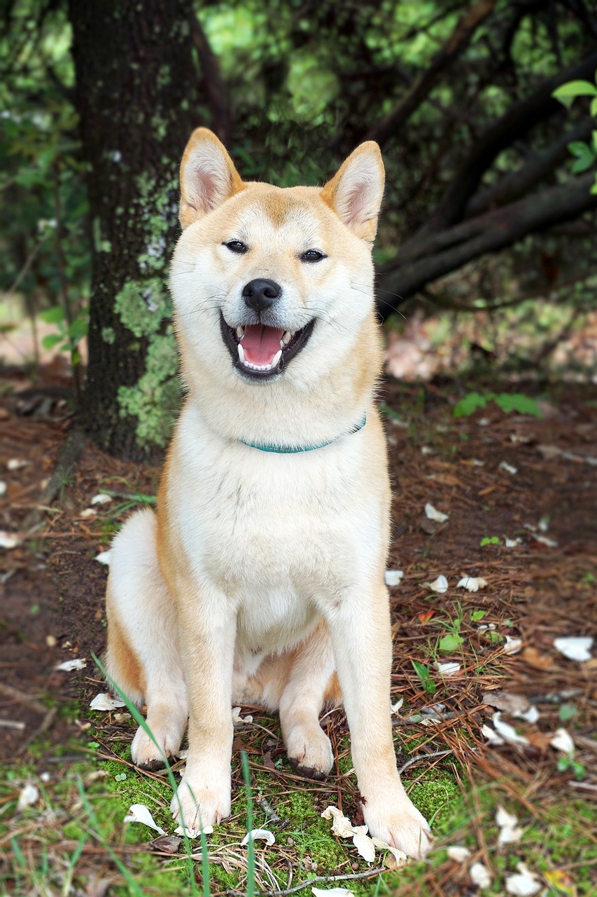 shiba inu