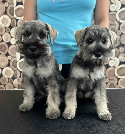 Fajtatiszta jellegű só-bors törpe schnauzer