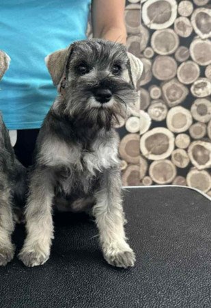 Fajtatiszta jellegű só-bors törpe schnauzer