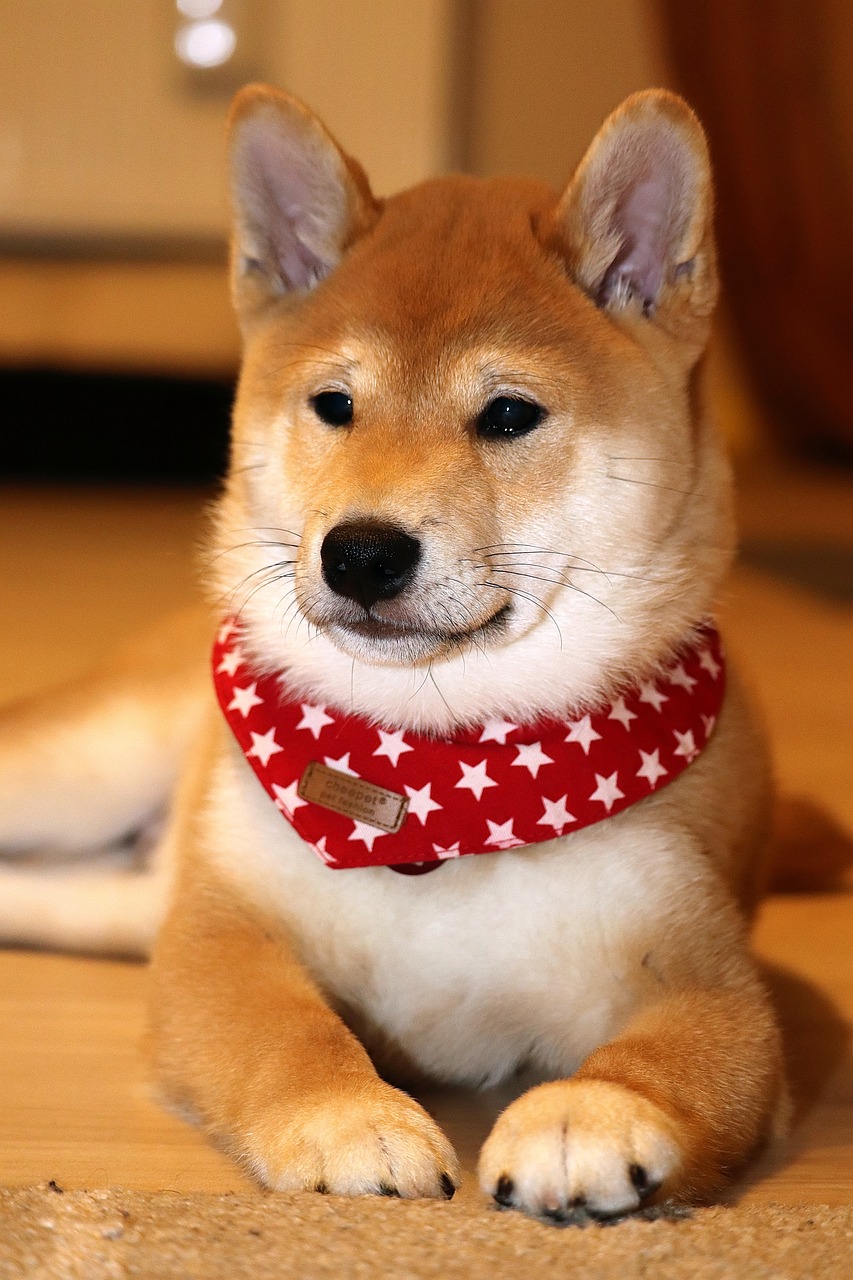 shiba inu