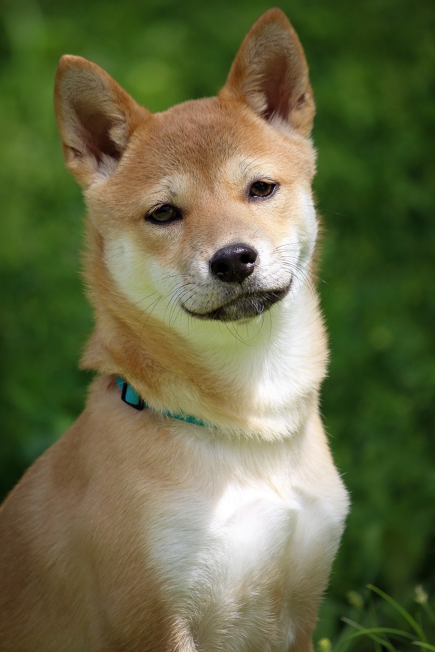 shiba inu