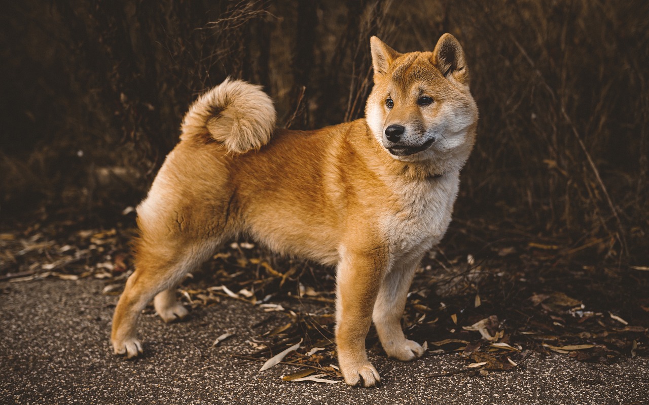 shiba inu