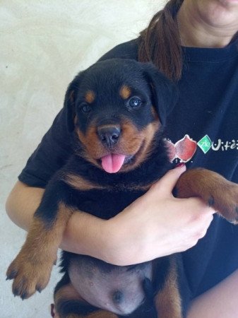 Rottweiler