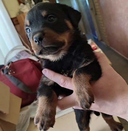 Rottweiler