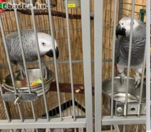 Female African Grey Talks and Friendly