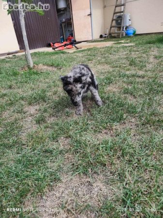 Fajta tiszta jellegű Mudi