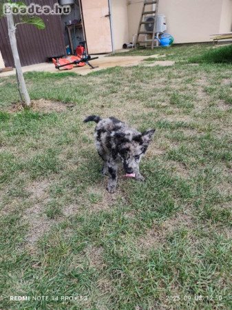 Fajta tiszta jellegű Mudi