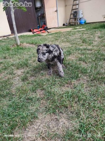 Fajta tiszta jellegű Mudi