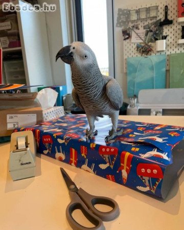 Female African Grey Talks and Friendly