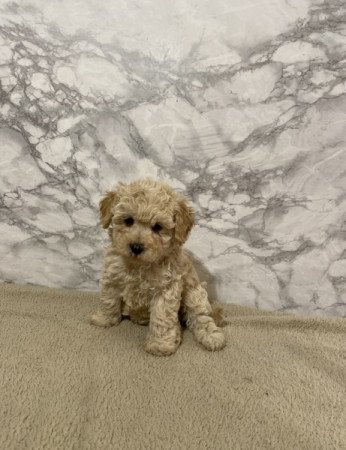 Maltai selyem es torpe uszkar