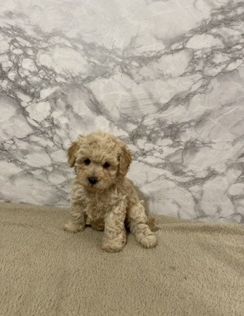 Maltai selyem es torpe uszkar