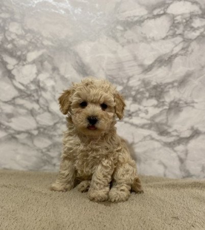 Maltai selyem es torpe uszkar