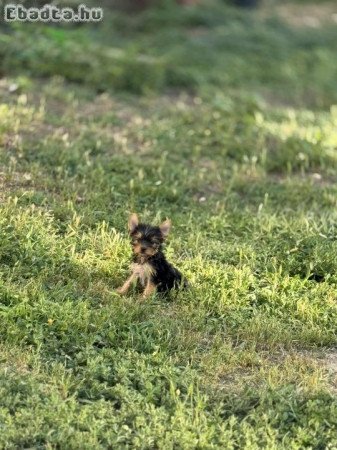 Gyönyörű szép yorki babák!