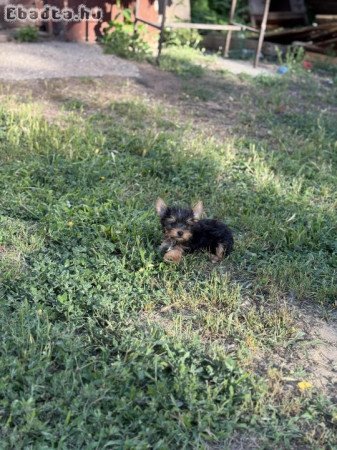 Gyönyörű szép yorki babák!