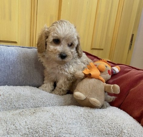 Maltipoo maltai selyem es torpe uszkar