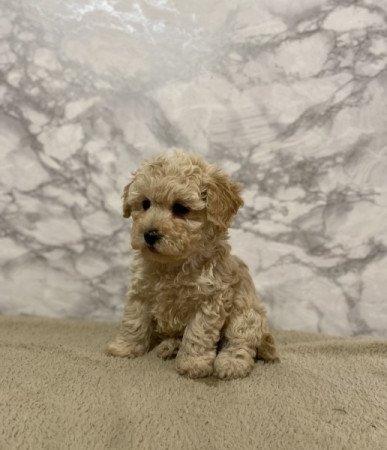 Maltai selyem es torpe uszkar