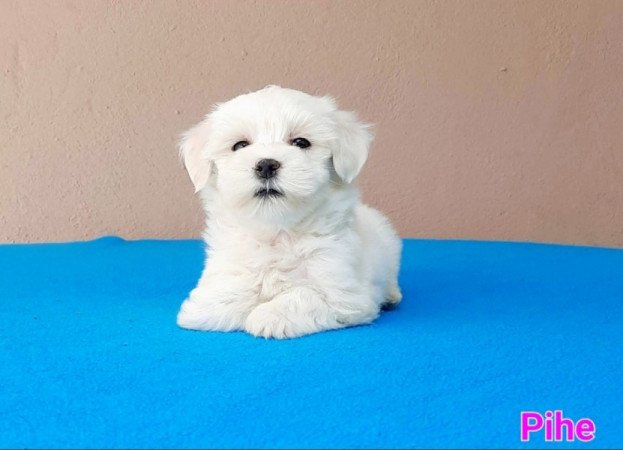 Bichon Havanese