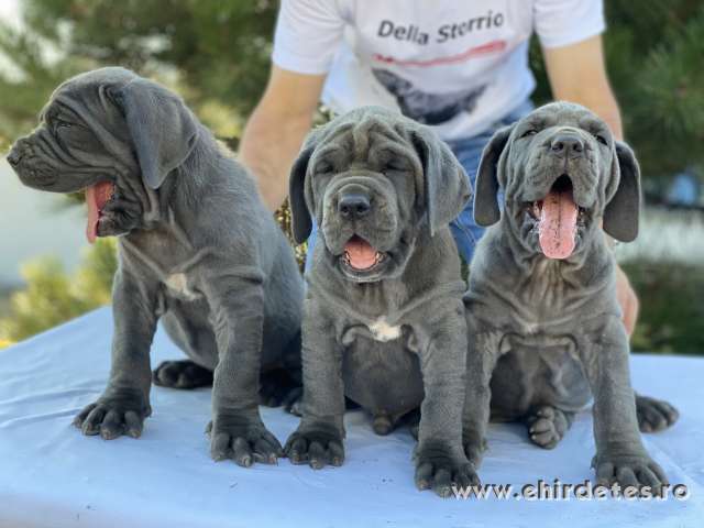 Napolyi mastiff best sale