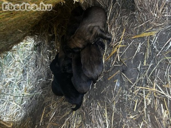 Új otthon keresnek sarplaninac kiskutyák