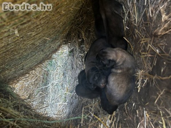 Foglalható sarplaninac kiskutyák