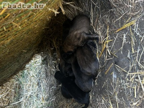 Foglalható sarplaninac kiskutyák