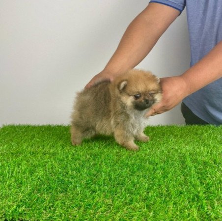 Pomerániai törpespitz