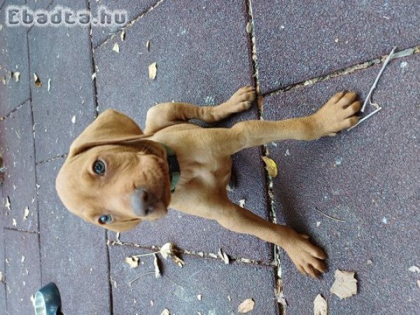 Eladó vizsla kiskutyák