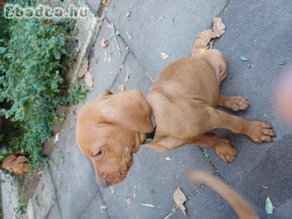 Eladó vizsla kiskutyák
