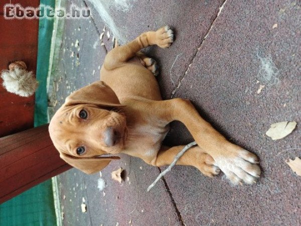 Eladó vizsla kiskutyák