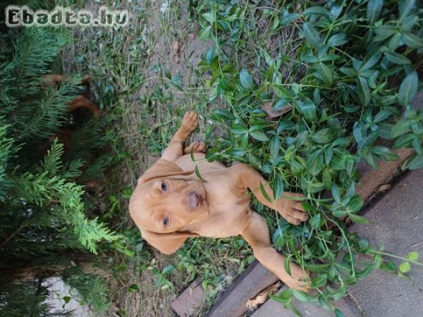 Eladó vizsla kiskutyák