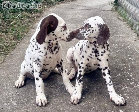 Törzskönyves dalmata hobbi lányok