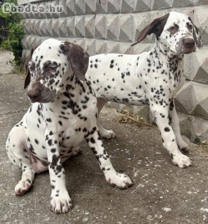 Törzskönyves dalmata hobbi lányok