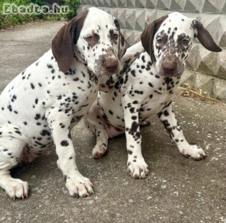 Törzskönyves dalmata hobbi lányok