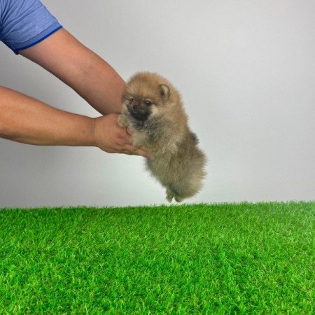 Pomerániai törpespitz