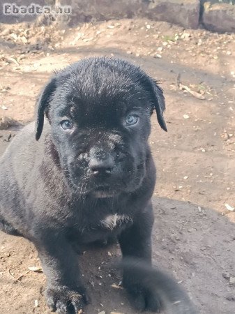 Cane corso kiskutyák  eladók