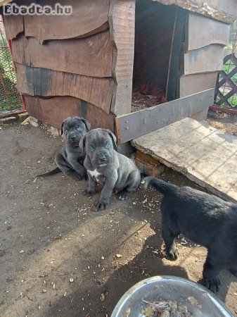 Cane corso kiskutyák  eladók