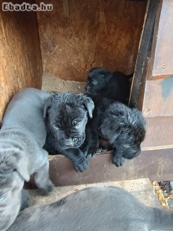 Cane corso kiskutyák  eladók