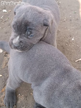 Cane corso kiskutyák  eladók