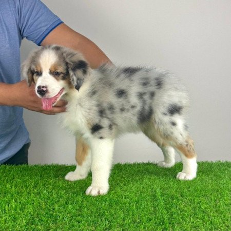 Ausztrál juhászkutya