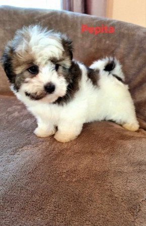 Havanese